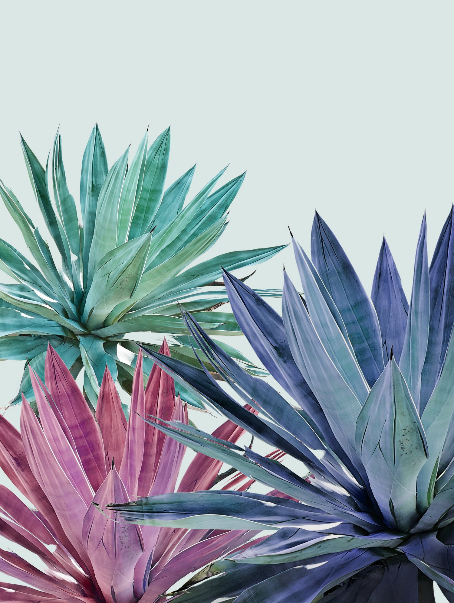 Agave by Caterina Lo Cicero on GIANT ART