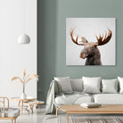 Moose - Colorful by Gal Pittel on GIANT ART - brown photo illustration