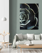 DARKSIDE OF SUCCULENTS XVI-B by Pia Schneider on GIANT ART - black photo manipulation