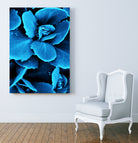 Succulent raindrops in blue by IOANNA PAPANIKOLAOU on GIANT ART - blue photo illustration