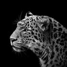 Leopard in black and white by Lukas Holas on GIANT ART - black photo manipulation