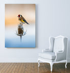 Chardonneret élégant by NICOLAS GROFFAL on GIANT ART - yellow photo illustration