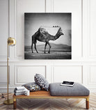 Camel Back by Sarah DeRemer on GIANT ART - gray photo manipulation