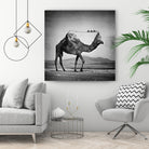 Camel Back by Sarah DeRemer on GIANT ART - gray photo manipulation