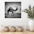 Camel Back by Sarah DeRemer on GIANT ART - gray photo manipulation