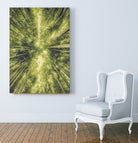 Bamboo Forest III by Pascal Deckarm on GIANT ART - green photo manipulation