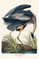 Great Blue Heron by John James Audubon on GIANT ART - green botanical nature