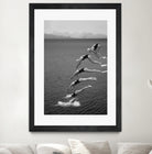 The beauty of diving by Greetje on GIANT ART - black and white  photography quick