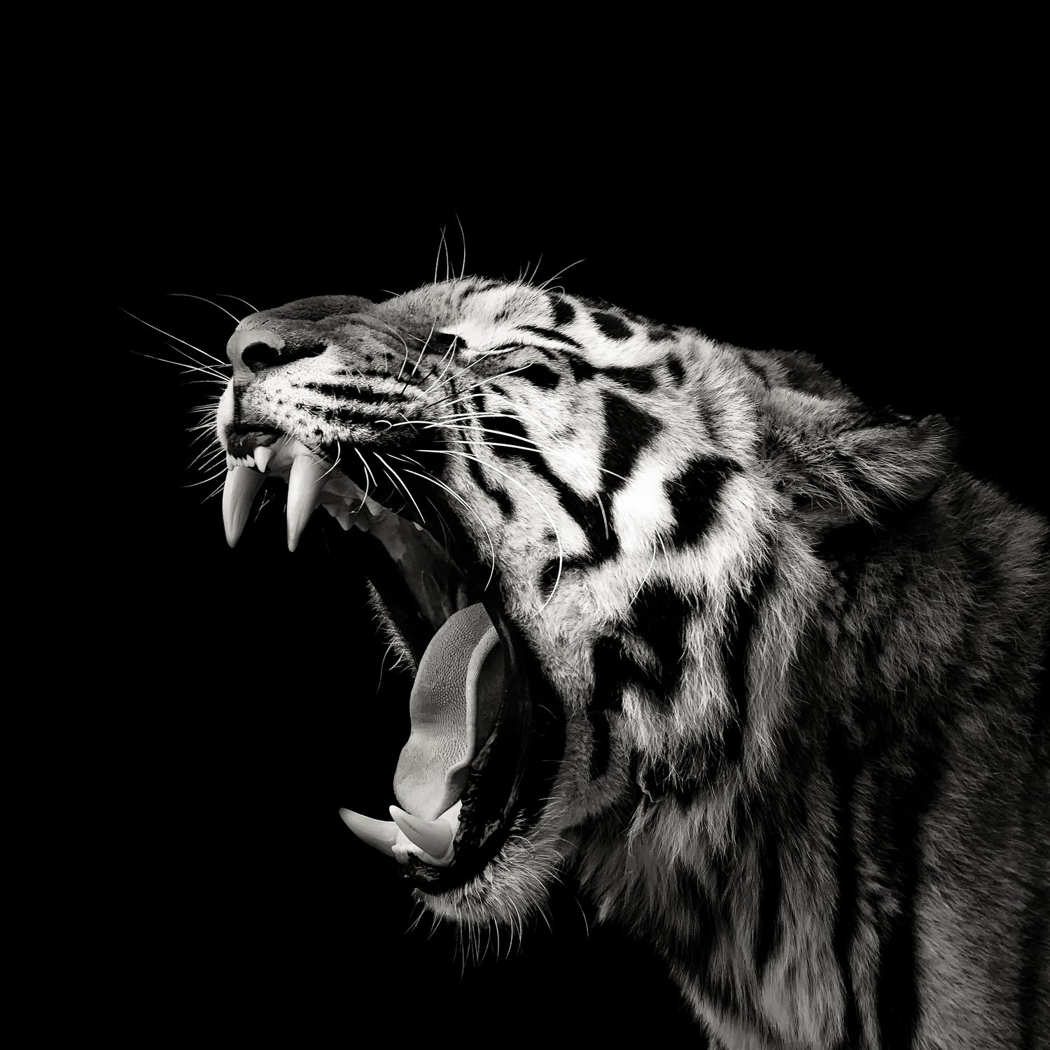 Primal Yawn #4 by Christian Meermann on GIANT ART - feline animal feline
