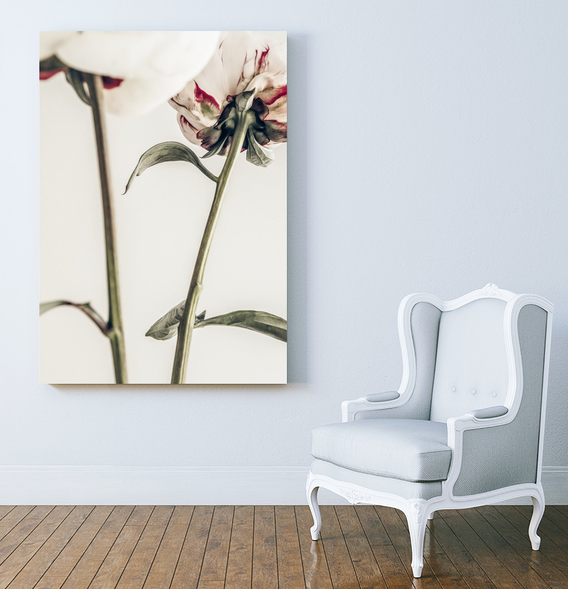 Peony 01 by Pictufy on GIANT ART - still life flower