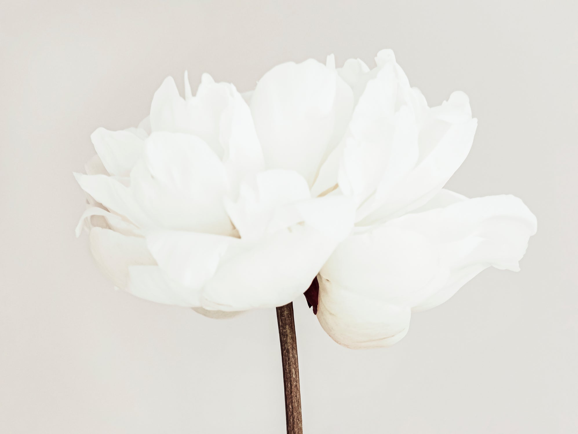 Peony 11 by Pictufy Studio III on GIANT ART - photography flower