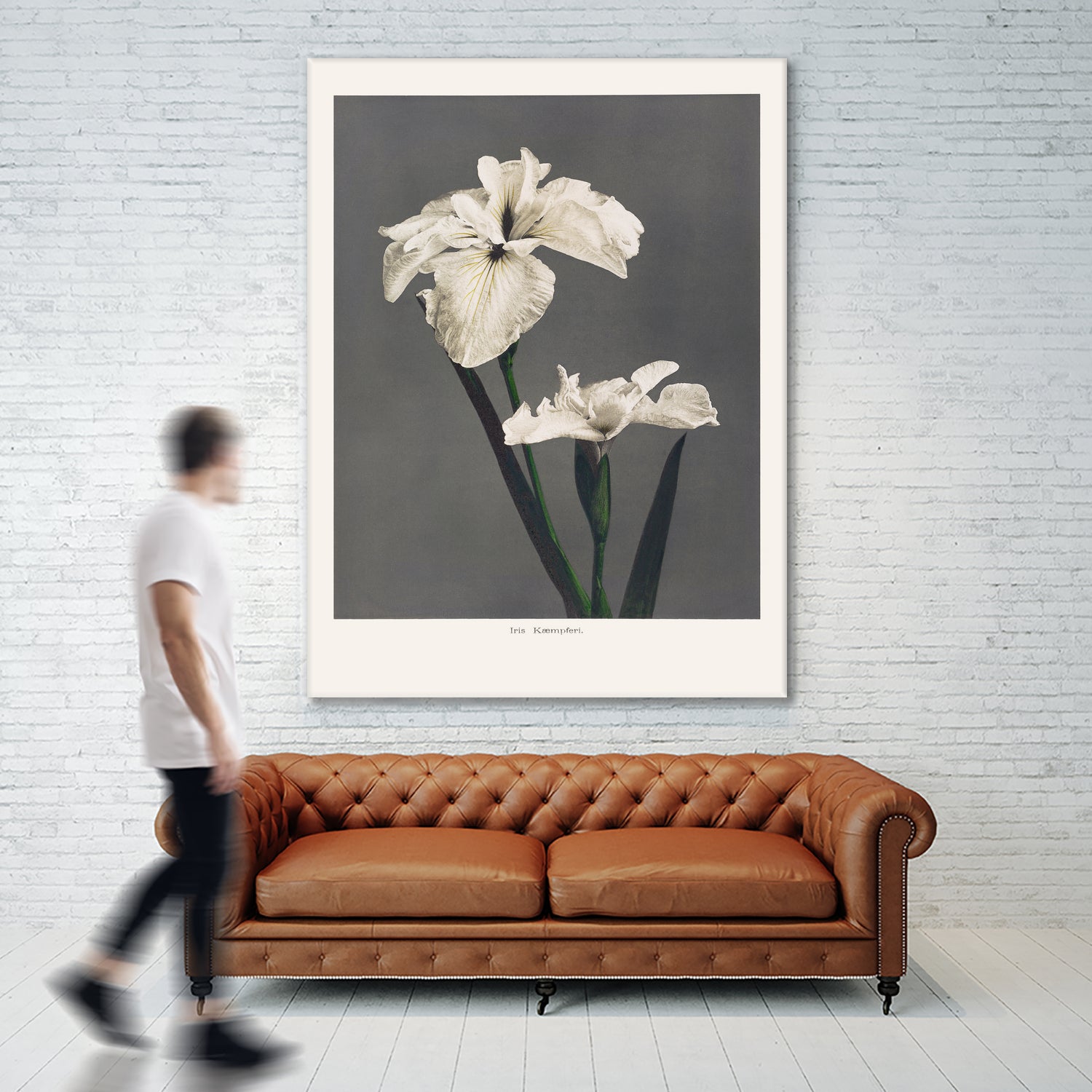 Iris KAbmpferi by Pictufy on GIANT ART -