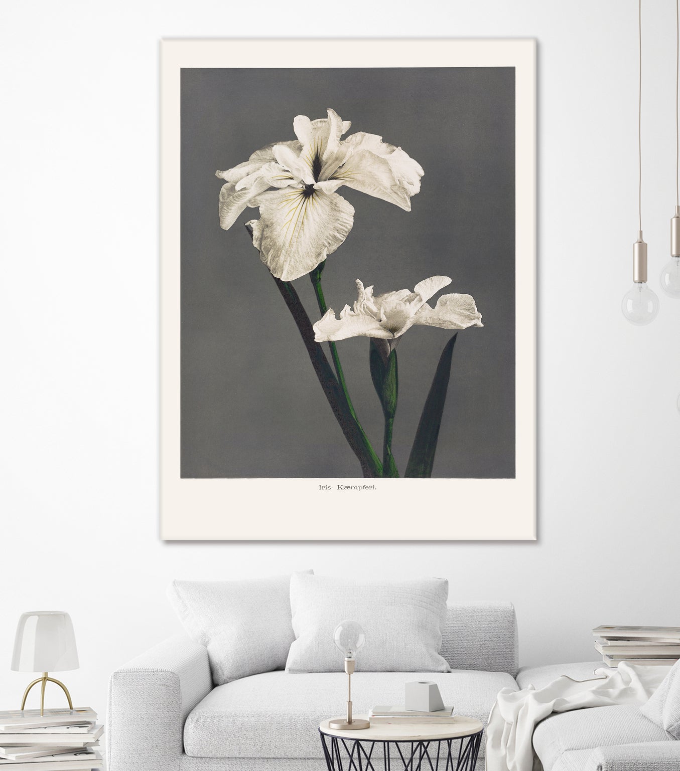 Iris KAbmpferi by Pictufy on GIANT ART -