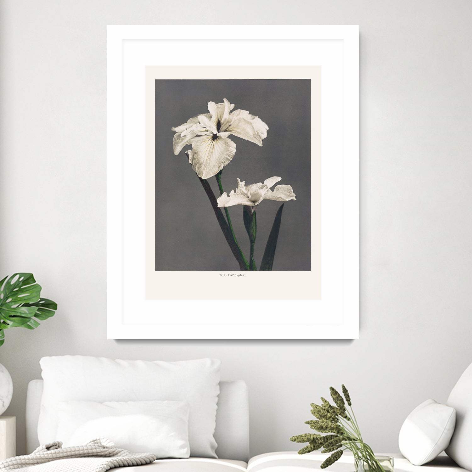 Iris KAbmpferi by Pictufy on GIANT ART -