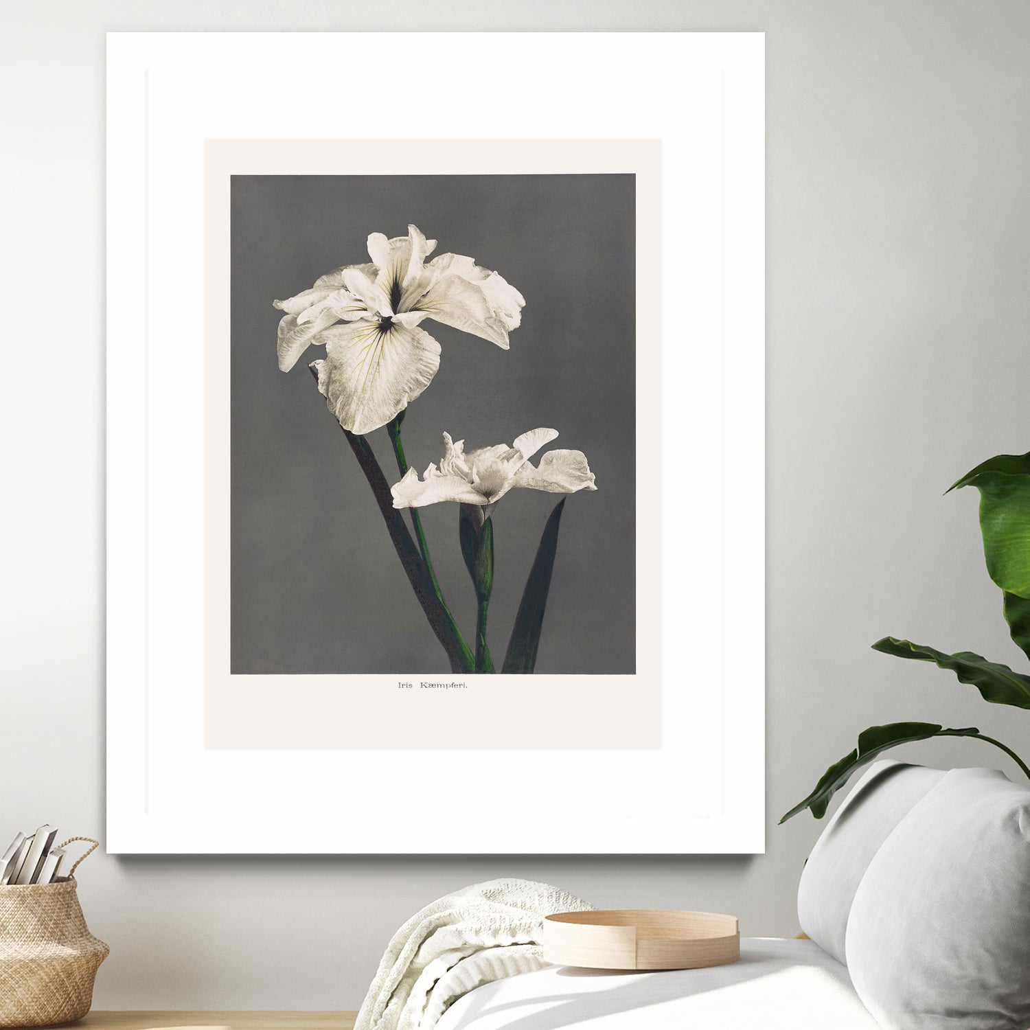 Iris KAbmpferi by Pictufy on GIANT ART -