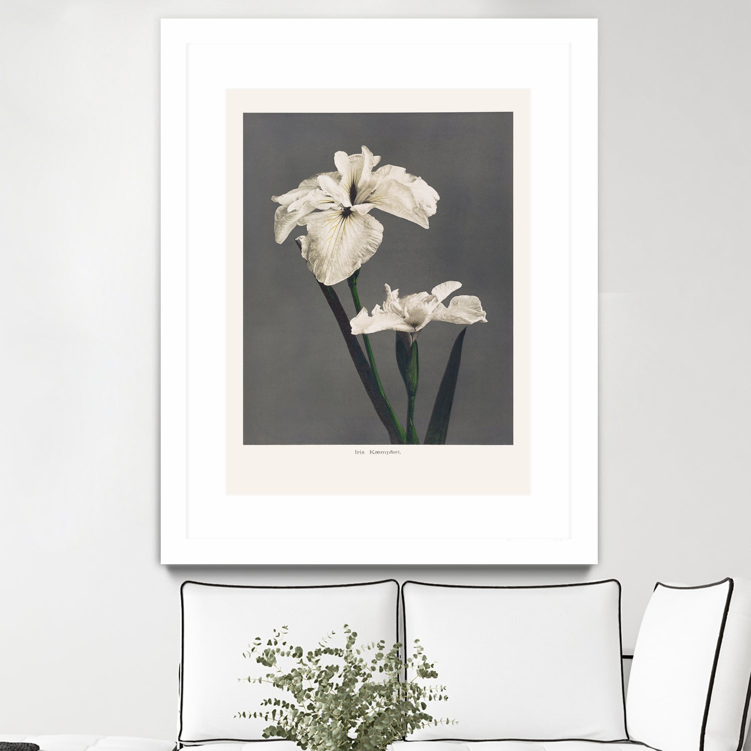 Iris KAbmpferi by Pictufy on GIANT ART -