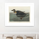 American Scoter Duck From Birds of America (1827) by John James Audubon on GIANT ART - animals john james audubon