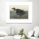 American Scoter Duck From Birds of America (1827) by John James Audubon on GIANT ART - animals john james audubon