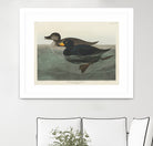American Scoter Duck From Birds of America (1827) by John James Audubon on GIANT ART - animals john james audubon