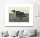 American Scoter Duck From Birds of America (1827) by John James Audubon on GIANT ART - animals john james audubon