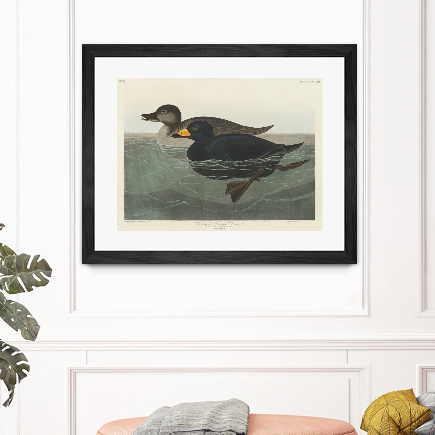 American Scoter Duck From Birds of America (1827) by John James Audubon on GIANT ART - animals john james audubon