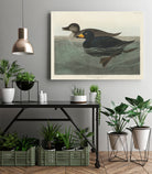 American Scoter Duck From Birds of America (1827) by John James Audubon on GIANT ART - animals john james audubon