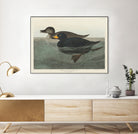 American Scoter Duck From Birds of America (1827) by John James Audubon on GIANT ART - animals john james audubon