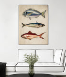 Trio of Ocean Life by Emel Tunaboylu on GIANT ART - animals vintage fish illustration