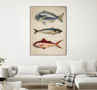 Trio of Ocean Life by Emel Tunaboylu on GIANT ART - animals vintage fish illustration