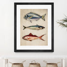 Trio of Ocean Life by Emel Tunaboylu on GIANT ART - animals vintage fish illustration