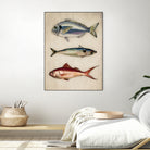 Trio of Ocean Life by Emel Tunaboylu on GIANT ART - animals vintage fish illustration