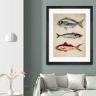 Trio of Ocean Life by Emel Tunaboylu on GIANT ART - animals vintage fish illustration