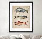Trio of Ocean Life by Emel Tunaboylu on GIANT ART - animals vintage fish illustration