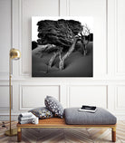 Windswept Tree by Injidup Western Australia on GIANT ART - black and white mark
