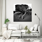 Windswept Tree by Injidup Western Australia on GIANT ART - black and white mark