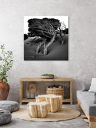 Windswept Tree by Injidup Western Australia on GIANT ART - black and white mark