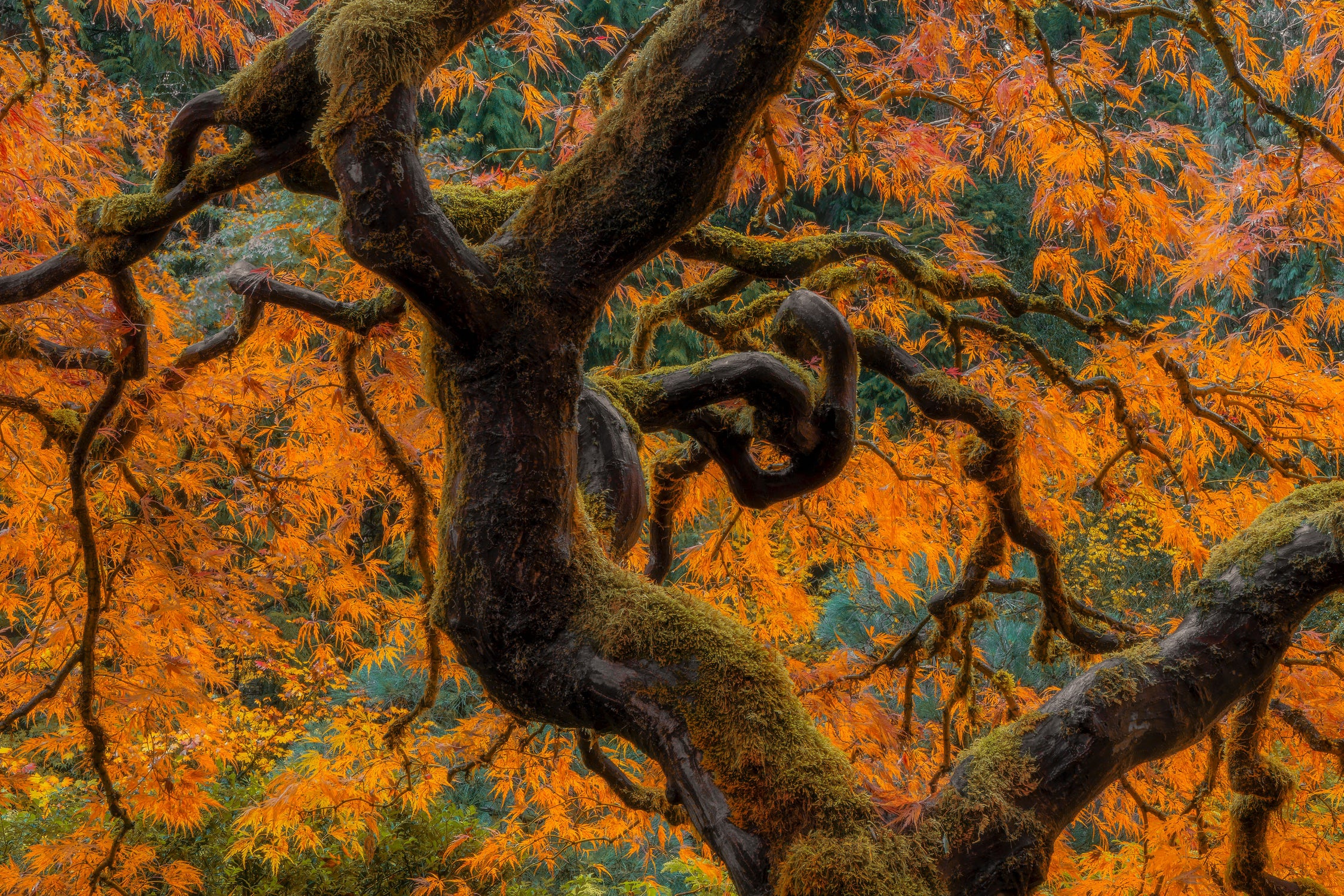Golden Ratio by Junhao Wang on GIANT ART - orange botanical orange