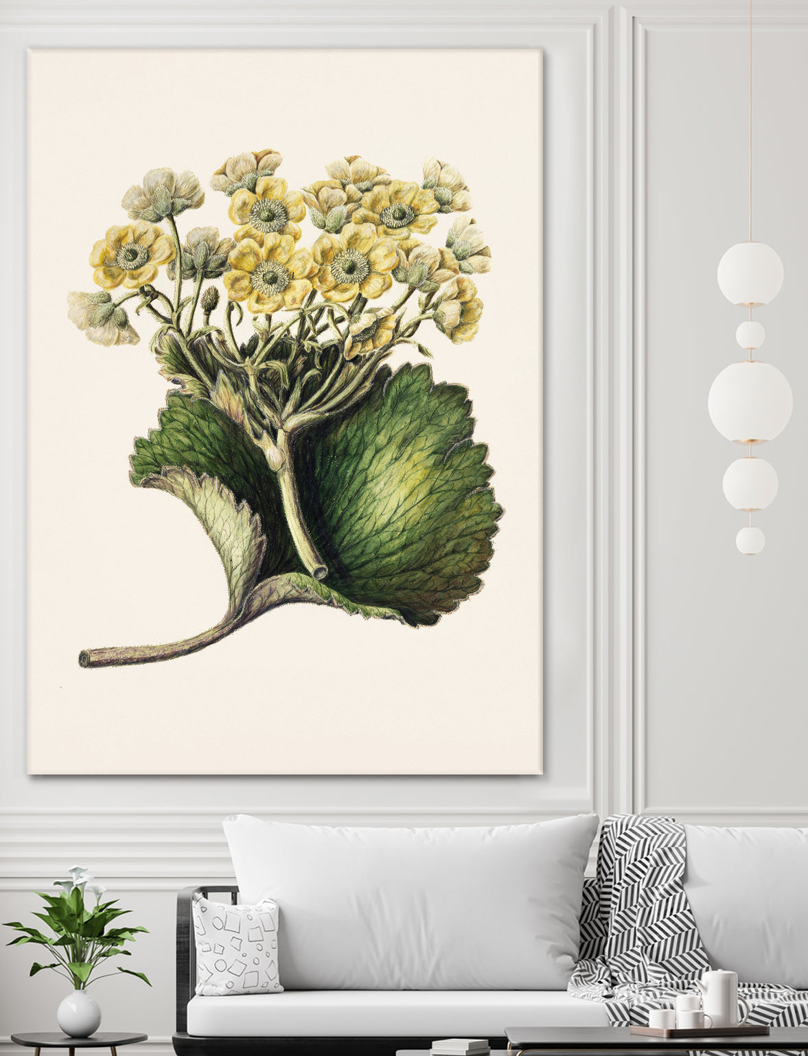 Korikor Drawn By Sarah Featon (1848a€“1927 by Sarah Featon on GIANT ART - flowers and plants vintage botanical