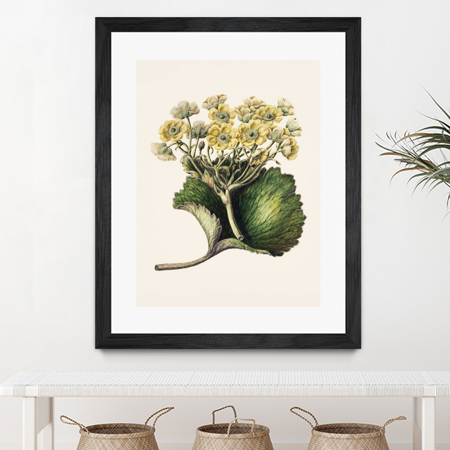 Korikor Drawn By Sarah Featon (1848a€“1927 by Sarah Featon on GIANT ART - flowers and plants vintage botanical