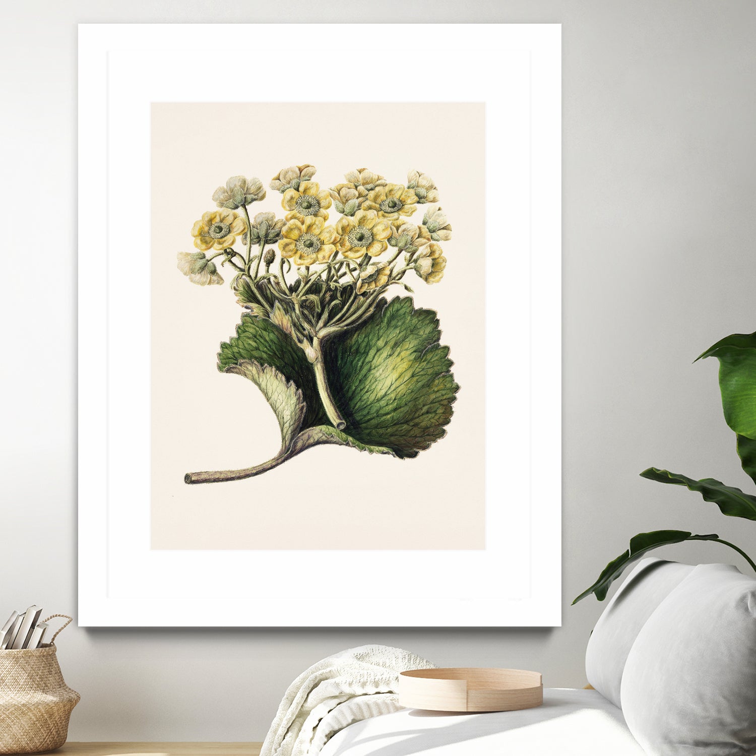 Korikor Drawn By Sarah Featon (1848a€“1927 by Sarah Featon on GIANT ART - flowers and plants vintage botanical