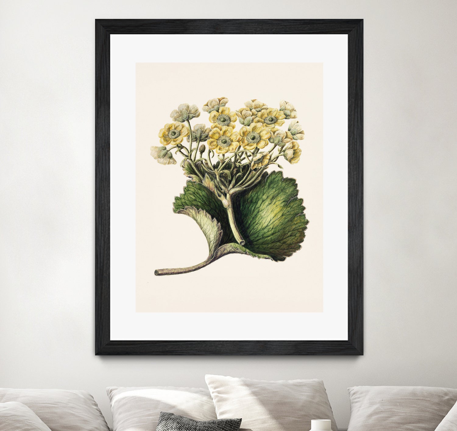 Korikor Drawn By Sarah Featon (1848a€“1927 by Sarah Featon on GIANT ART - flowers and plants vintage botanical