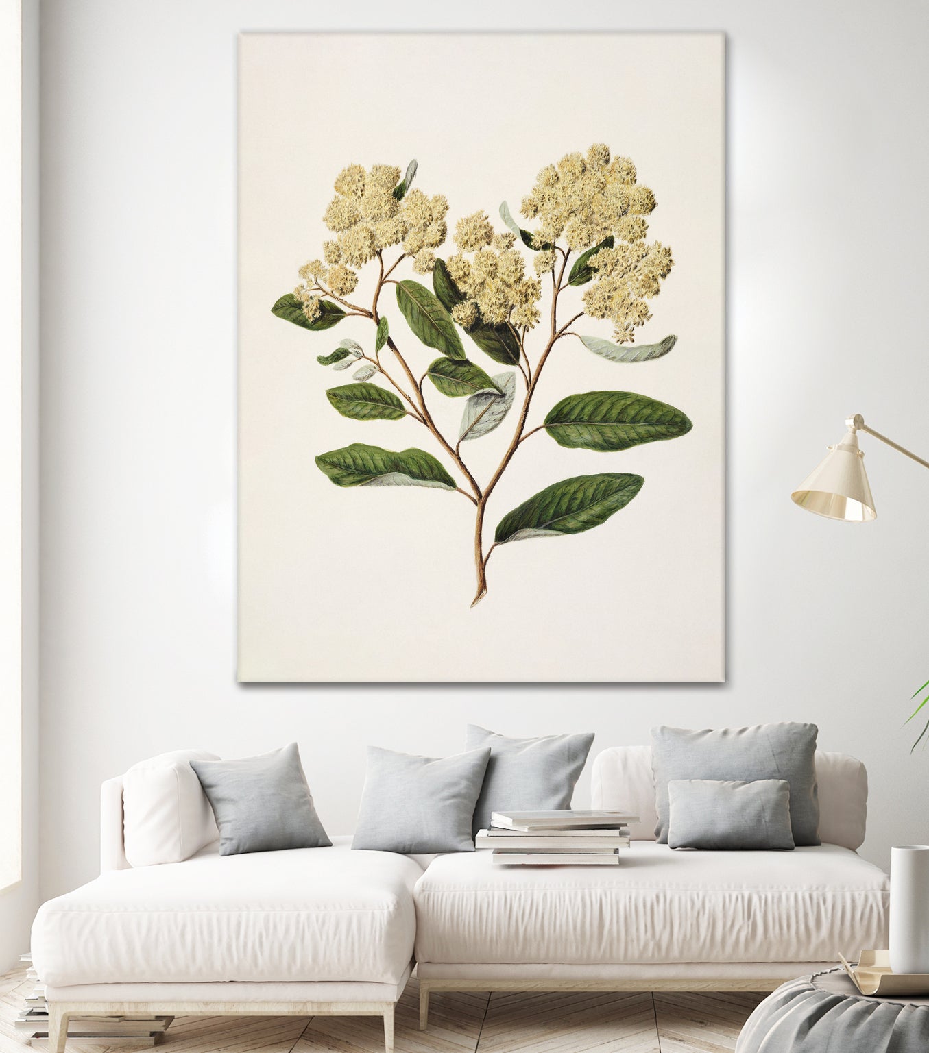 Kumarahou Drawn By Sarah Featon (1848a€“1927 by Sarah Featon on GIANT ART - flowers and plants vintage botanical