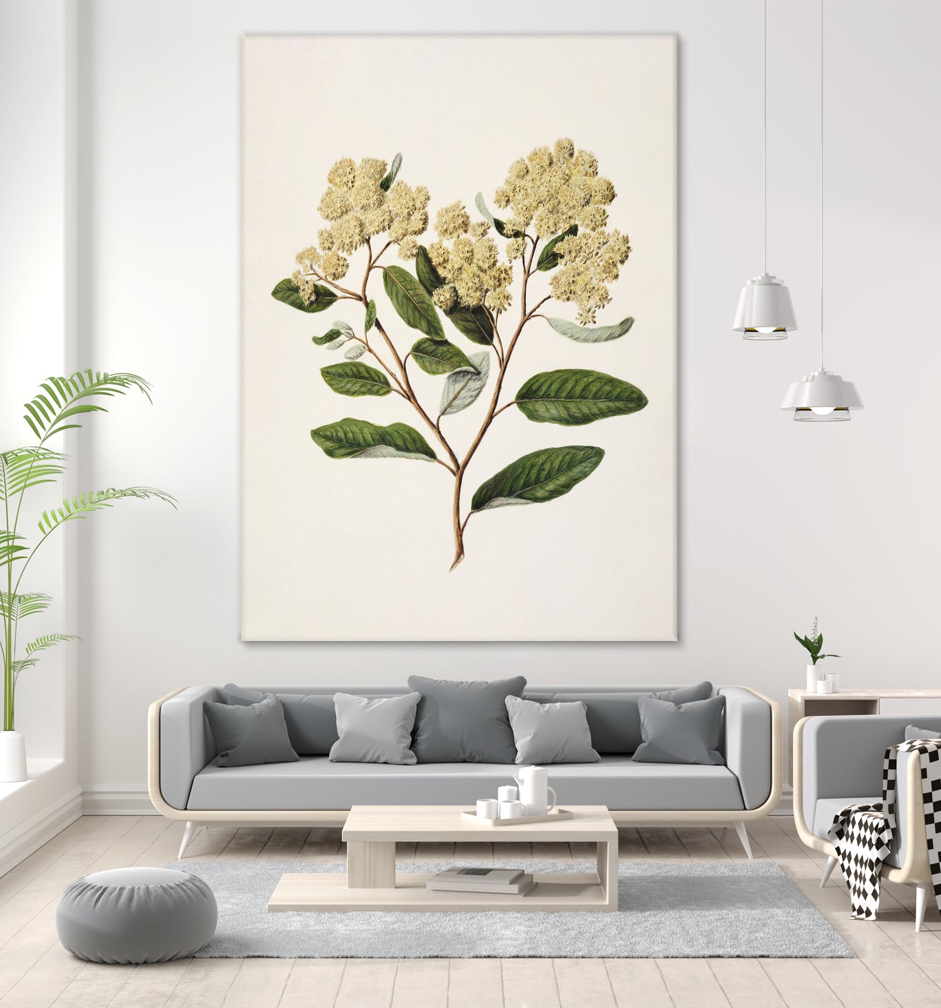 Kumarahou Drawn By Sarah Featon (1848a€“1927 by Sarah Featon on GIANT ART - flowers and plants vintage botanical