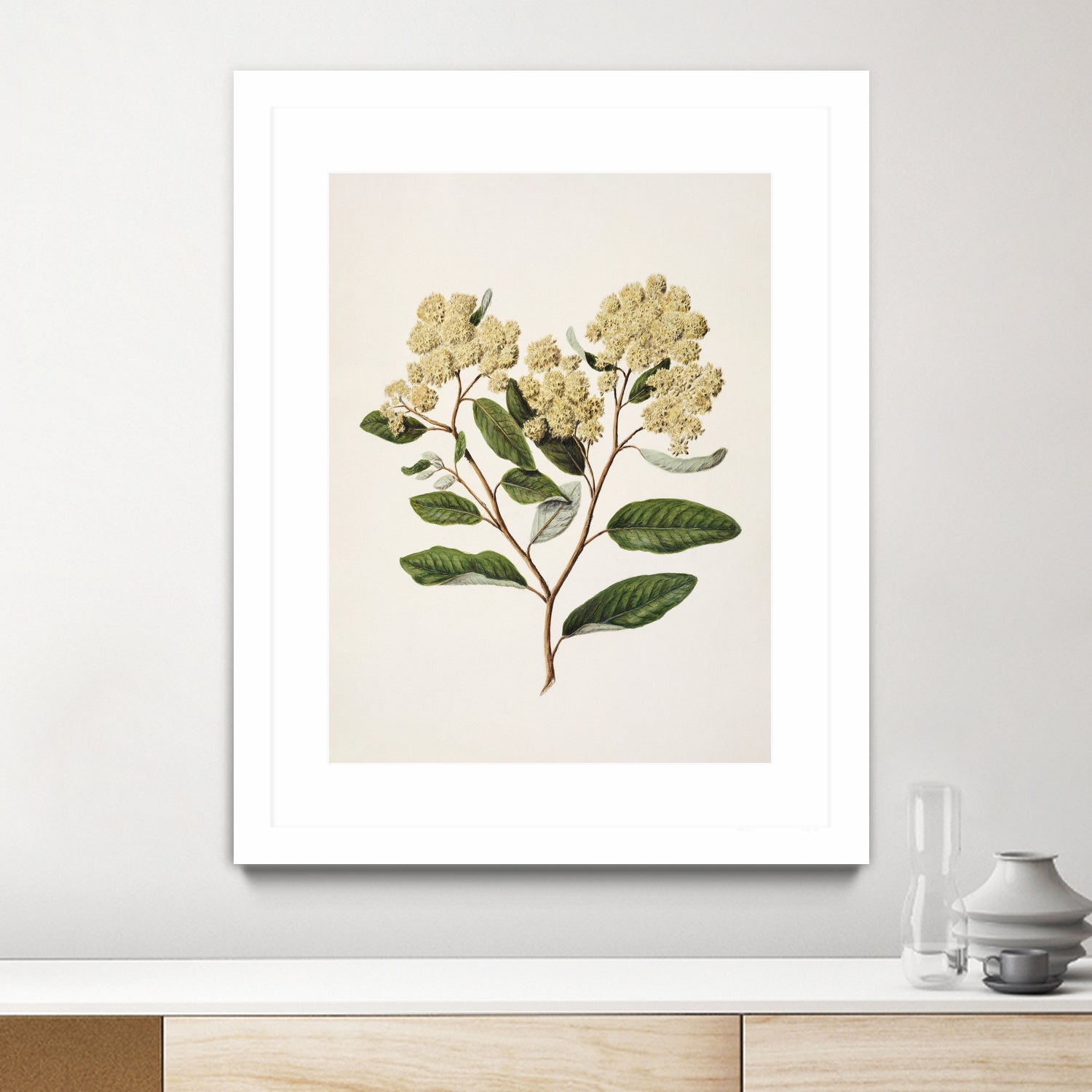 Kumarahou Drawn By Sarah Featon (1848a€“1927 by Sarah Featon on GIANT ART - flowers and plants vintage botanical