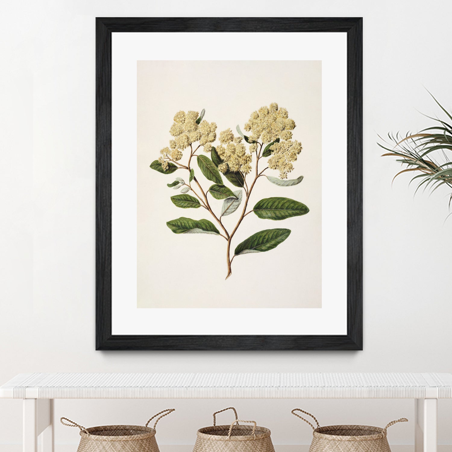 Kumarahou Drawn By Sarah Featon (1848a€“1927 by Sarah Featon on GIANT ART - flowers and plants vintage botanical