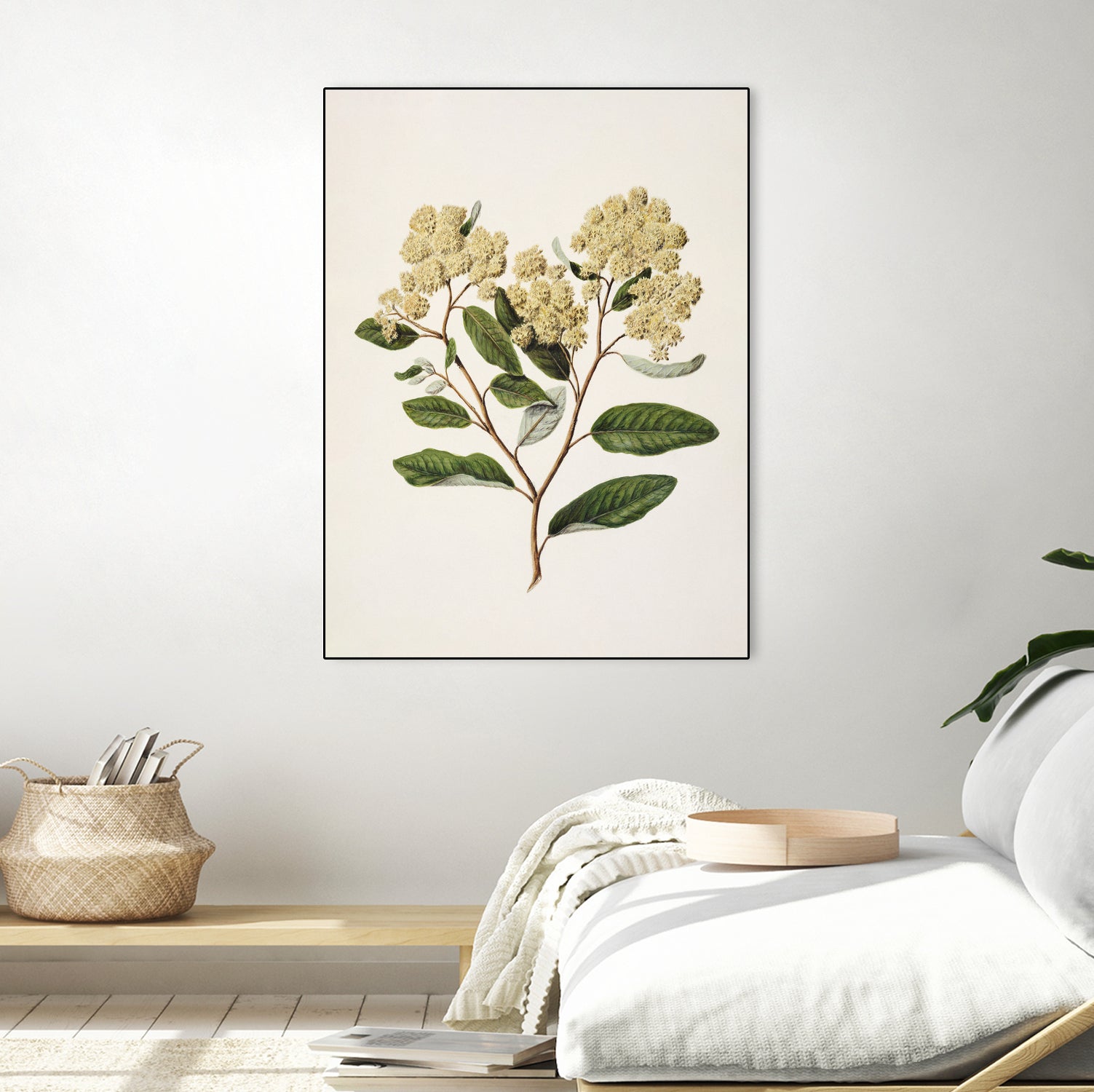 Kumarahou Drawn By Sarah Featon (1848a€“1927 by Sarah Featon on GIANT ART - flowers and plants vintage botanical