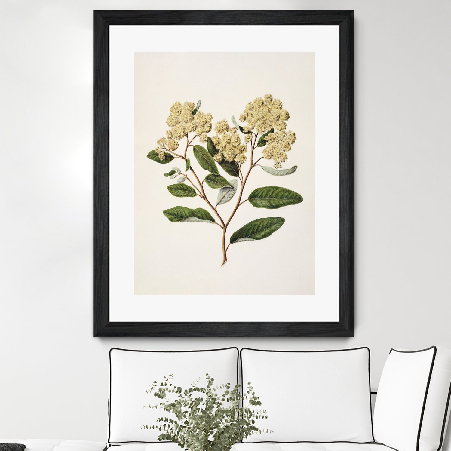 Kumarahou Drawn By Sarah Featon (1848a€“1927 by Sarah Featon on GIANT ART - flowers and plants vintage botanical