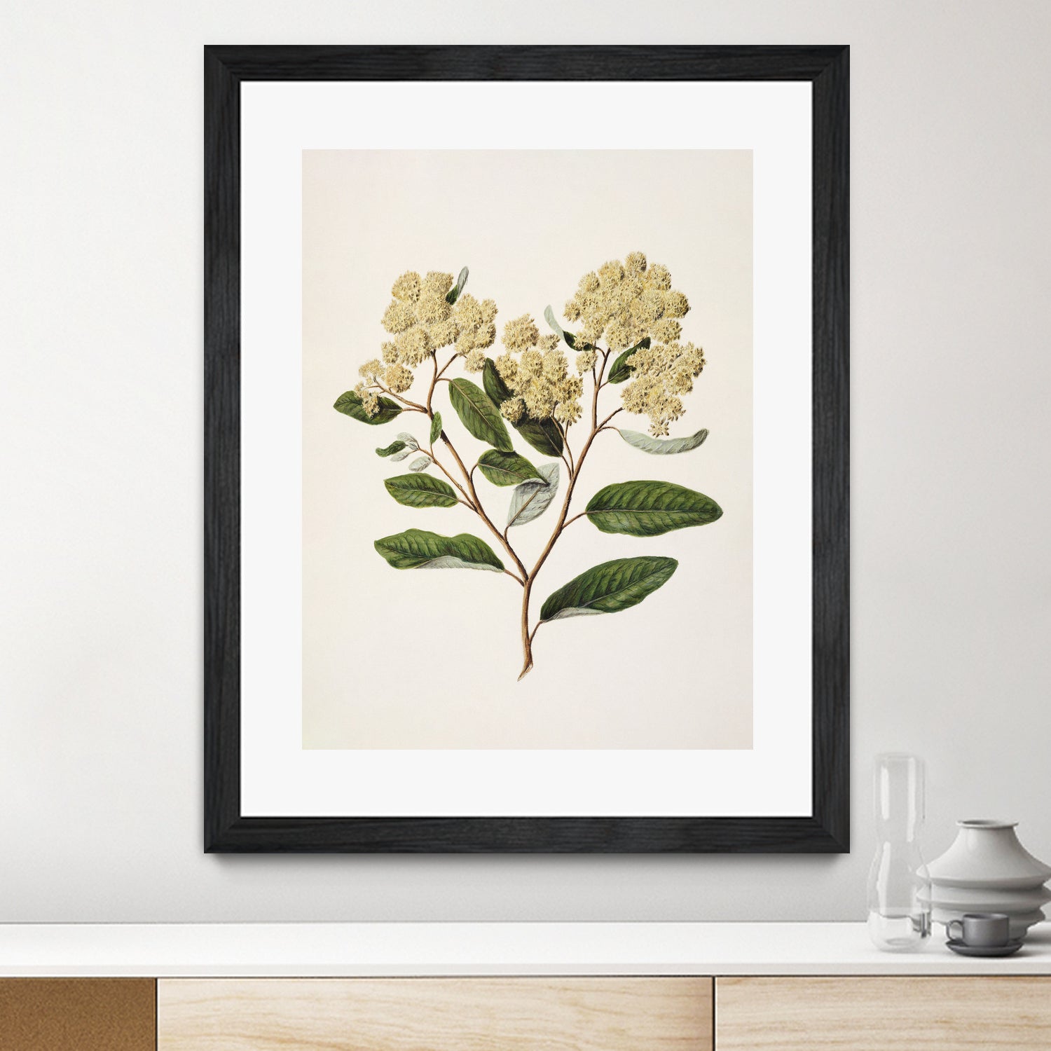 Kumarahou Drawn By Sarah Featon (1848a€“1927 by Sarah Featon on GIANT ART - flowers and plants vintage botanical