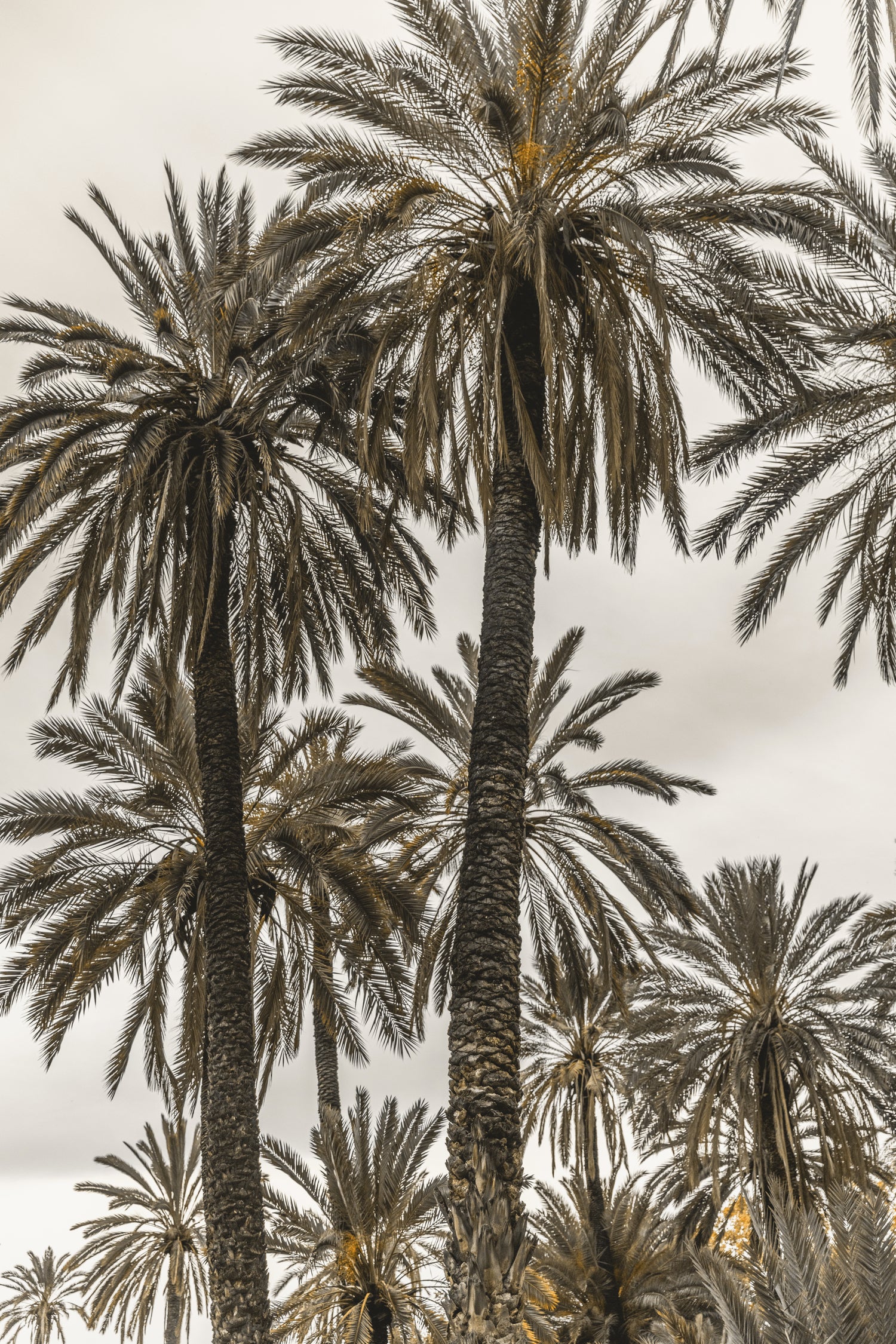 Sicilian Memories 17 by Mareike Bohmer on GIANT ART - botany