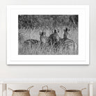Safety in numbers by Nick Jackson on GIANT ART - white animals